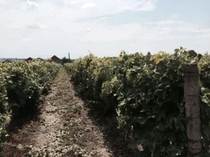 Conac boieresc + teren de 53.000 mp cu vita de vie - imagine 4