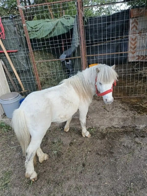 ponei de talie mica  - imagine 4