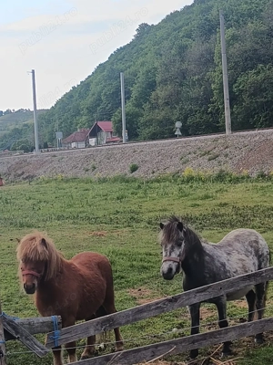 ponei de talie mica  - imagine 3