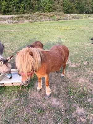 ponei de talie mica  - imagine 5