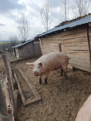 porci de vânzare duroc și marele alb 