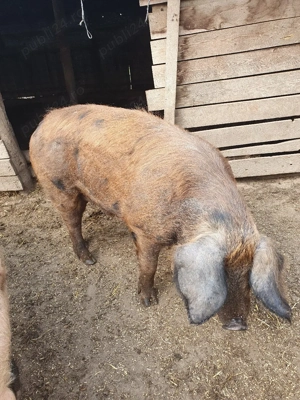 porci de vânzare duroc și marele alb  - imagine 3