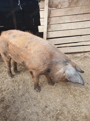porci de vânzare duroc și marele alb  - imagine 2