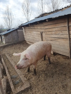 porci de vânzare duroc și marele alb  - imagine 4
