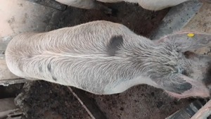 Vând porci 200-250kg - imagine 2