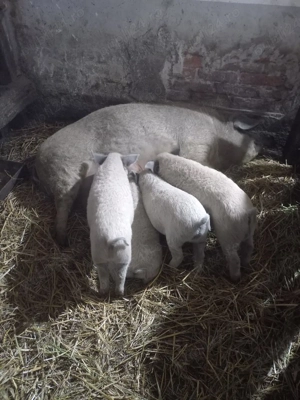 Purcei mangalita - imagine 2