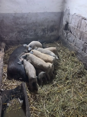 Purcei mangalita - imagine 3