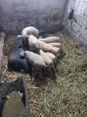 Purcei mangalita - imagine 4