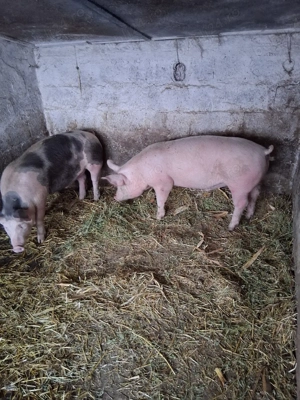 vand 2 porci - imagine 2