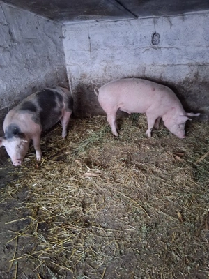 vand 2 porci - imagine 3