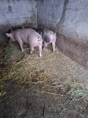 vand 2 porci - imagine 4