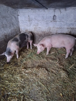 vand 2 porci - imagine 5