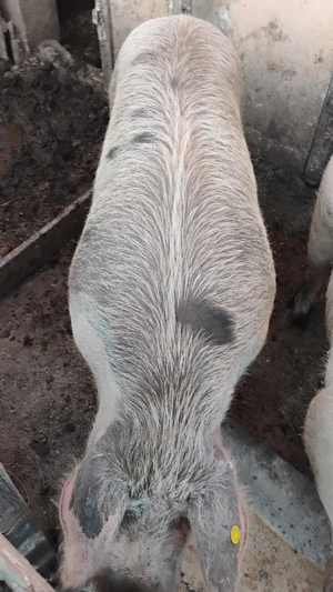 Vand porci 200-250kg - imagine 3