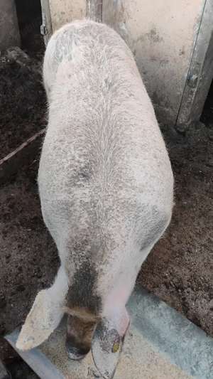 Vand porci 200-250kg - imagine 2