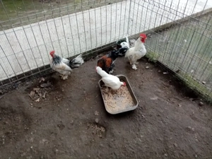 cocosi pitici de ornament - imagine 2