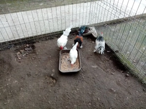 cocosi pitici de ornament