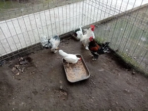 cocosi pitici de ornament - imagine 3