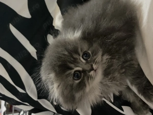 Motănel Scottish Fold  - imagine 3