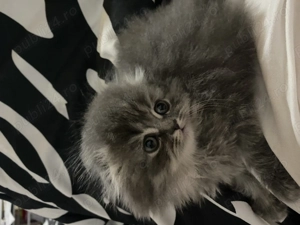 Motănel Scottish Fold 