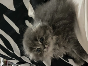 Motănel Scottish Fold  - imagine 2