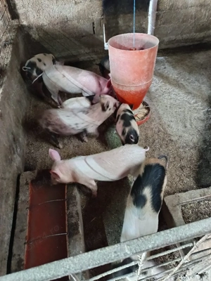 purcei.    - imagine 5