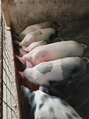 purcei.    - imagine 4