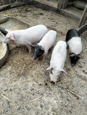 Purcei de vânzare  - imagine 3