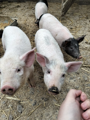 Purcei de vânzare  - imagine 2