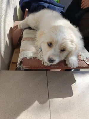 cățelușa de vînzare.