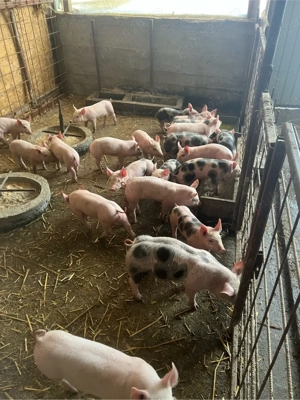 de vinzare purcei 6 saptamini 