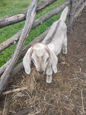 ied tapuc de vanzare