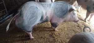 Vând 1 vier și 2 purcele pietran 