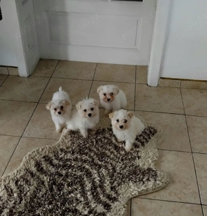 De vânzare  - imagine 4