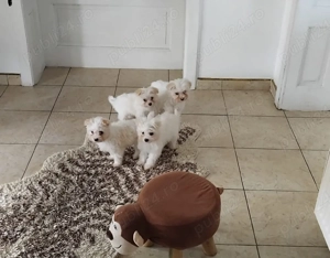 De vânzare  - imagine 3