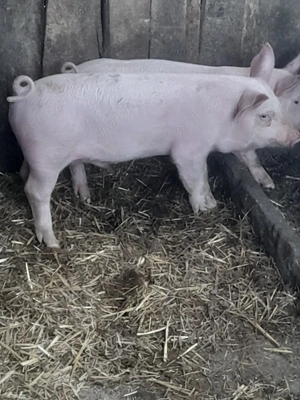 porc.       - imagine 3