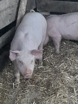 porc.       - imagine 2