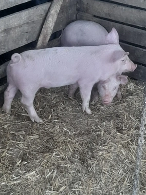 porc.       - imagine 4