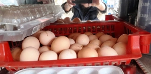 Vand oua incubat Brahma HD - rasa mare