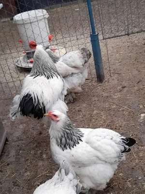 Vand oua incubat Brahma HD - rasa mare - imagine 4