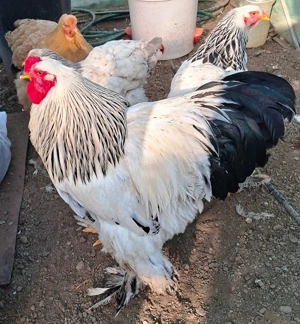 Vand oua incubat Brahma HD - rasa mare - imagine 3