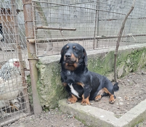 Vand catel teckel - soricar - imagine 5