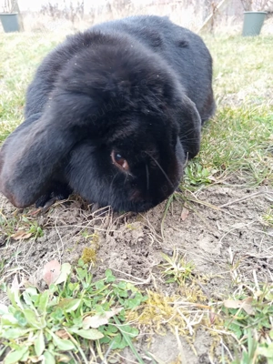 iepuroi berbec german 