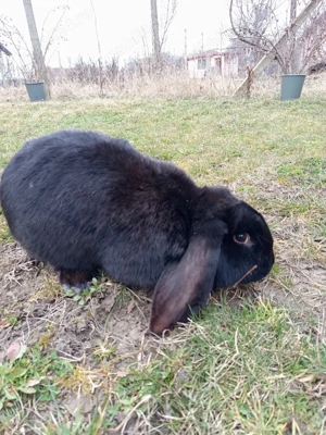 iepuroi berbec german  - imagine 4