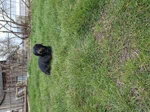 Vand catel teckel - soricar - imagine 4