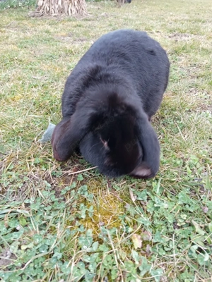 iepuroi berbec german  - imagine 3