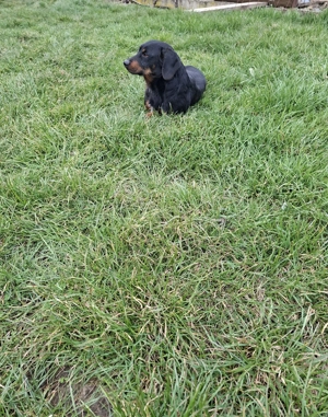 Vand catel teckel - soricar - imagine 3