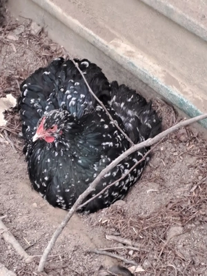 Gaini de Orpincton - imagine 2