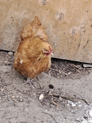 Gaini de Orpincton - imagine 3