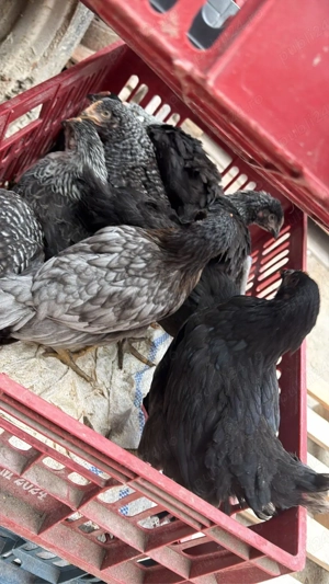 Puicute ouatoare  - imagine 2