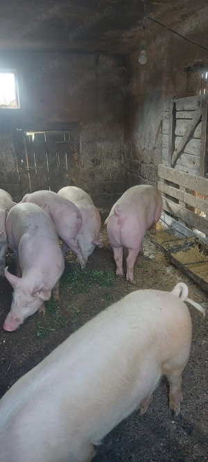 porci de casa - imagine 3